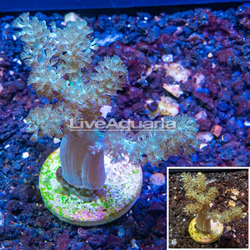 LiveAquaria® Cultured Tree Coral