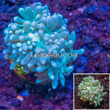 LiveAquaria® Cultured Duncan Coral