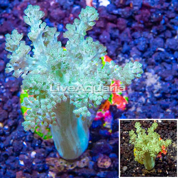 LiveAquaria® Cultured Pineapple Tree Coral