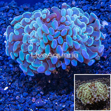 LiveAquaria® Cultured Hammer Coral