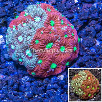 LiveAquaria® Cultured War Coral