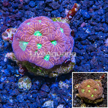 LiveAquaria® Cultured Goniastrea Brain Coral