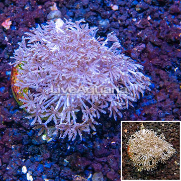 LiveAquaria® Cultured Pom Pom Xenia Coral