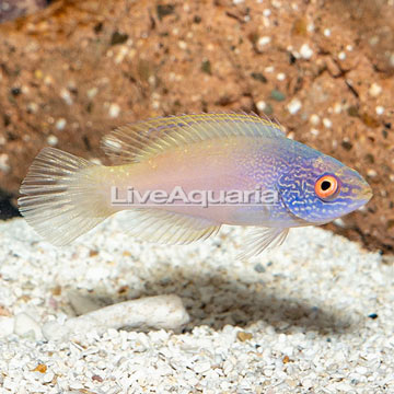 Golden Rhomboidalis Wrasse, Female