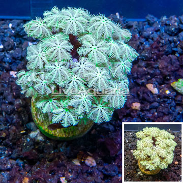 LiveAquaria® Cultured Pipe Organ Coral