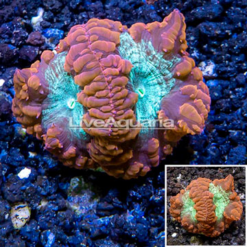 LiveAquaria® Cultured Blastomussa Coral