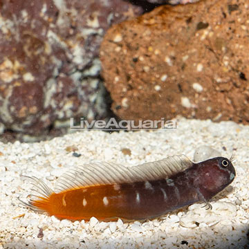 Bicolor Blenny