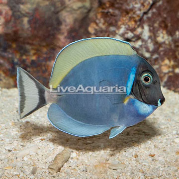 Powder Blue Tang