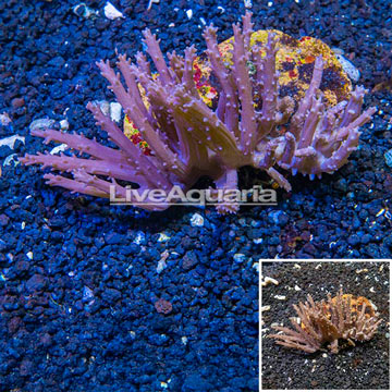 Tree Coral Indonesia