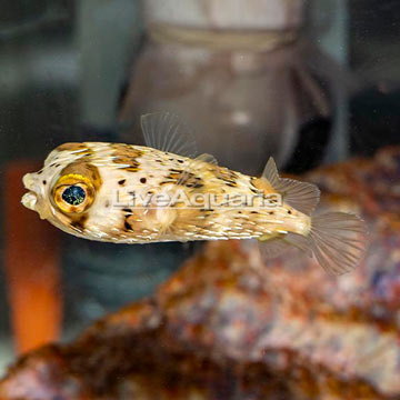 Porcupine Puffer