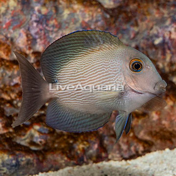 Orange Stripe Bristletooth Tang