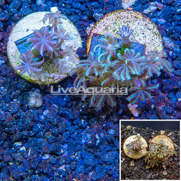 LiveAquaria® Two Pack Cultured Anthelia Coral