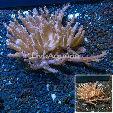 Tree Coral Indonesia