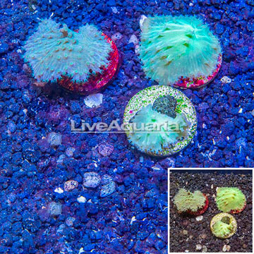 LiveAquaria® Three Pack Cultured Green Cabbage Leather Coral