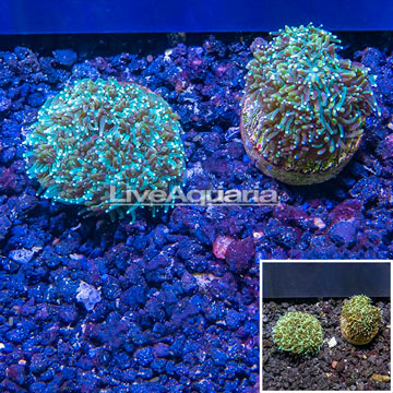 LiveAquaria® Two Pack Cultured Galaxea Coral