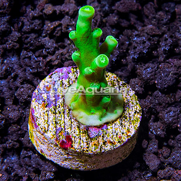 LiveAquaria® Neon Wintergreen Branching Acropora Coral