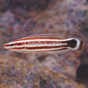 Peppermint Candy Cane Hogfish