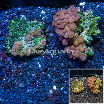 Zoanthus Coral Vietnam, Two Pack