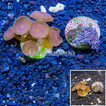 LiveAquaria® Cultured Pom Pom Xenia and Protopalythoa Coral, Two Pack
