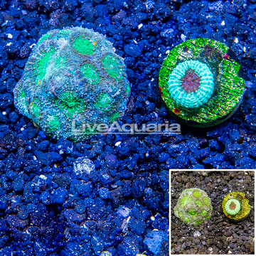 LiveAquaria® Cultured Acanthastrea Echinata and Goniastrea Coral, Two Pack