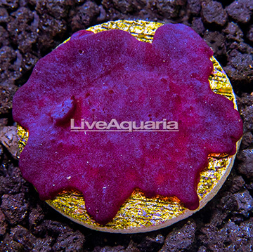 LiveAquaria® Blue Photosynthetic Plating Sponge
