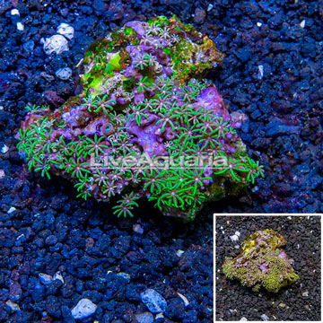 Green Starburst Polyps Vietnam