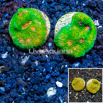 LiveAquaria® Cultured Ultra Chalice Coral, Two Pack