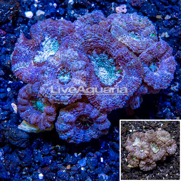 LiveAquaria® Cultured Acan Lord Coral