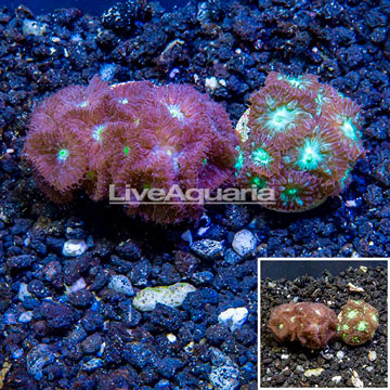 LiveAquaria® Cultured Blastomussa Coral, Two Pack