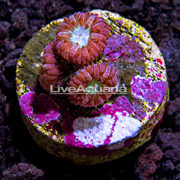 LiveAquaria® Purple and Green Blastomussa Coral