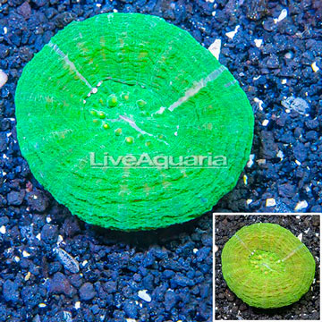 Scolymia Coral Australia