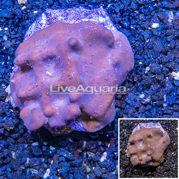 Blue Ridge Coral Indonesia