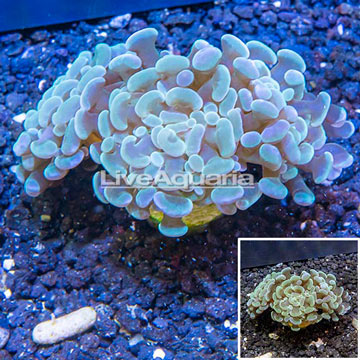 LiveAquaria® Cultured Hammer Coral