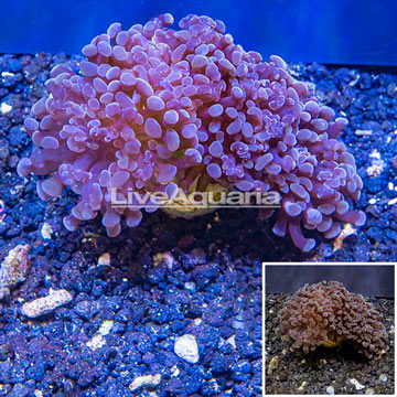 LiveAquaria® Cultured Hammer Coral