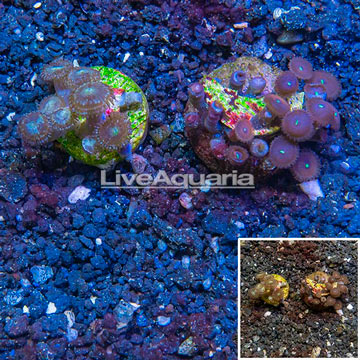 LiveAquaria® Two Pack Cultured Zoanthus Coral