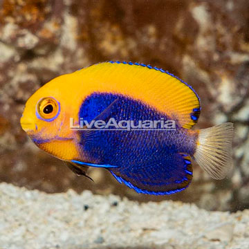 Flameback Angelfish