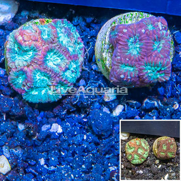 LiveAquaria® Two Pack Cultured Favia Coral