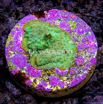USA Cultured Pavona Coral