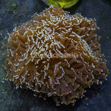 Aussie Gold Tip Hammer Coral 