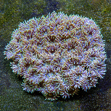 Aussie Duncan Coral