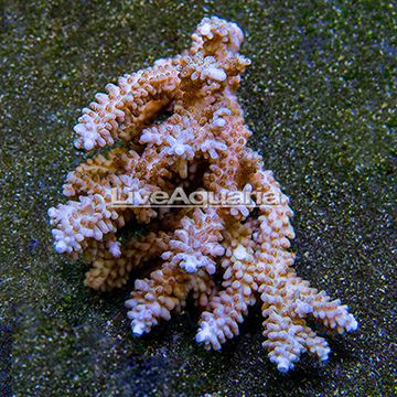 Bushy Acropora Coral Tonga