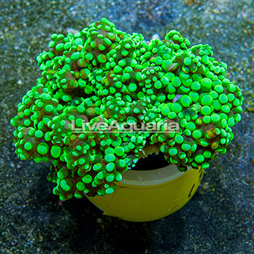 Frogspawn Coral Indonesia