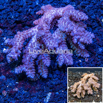 Acropora Coral Australia