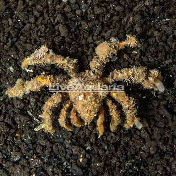 Decorator Crab