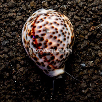 Cowrie Tiger Snail