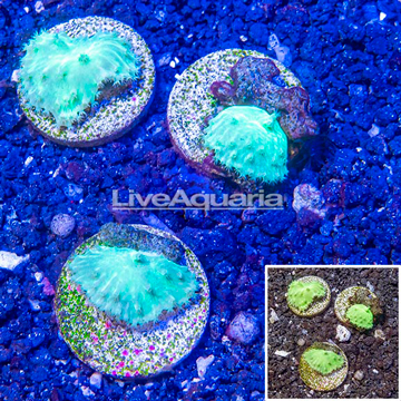 LiveAquaria® Cultured Three Pack Sinularia Coral