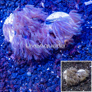 LiveAquaria® Two Pack Cultured Anthelia Coral