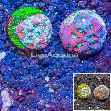 LiveAquaria® Two Pack Cultured War Coral