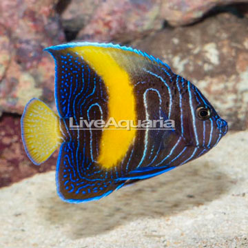 Maculosus Angelfish, Juvenile