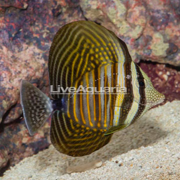 Sailfin Tang, Desjardini [Blemish]